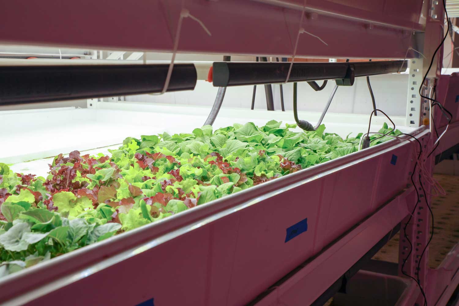Fresh produce growing under lights at GeoGreens iA Labs